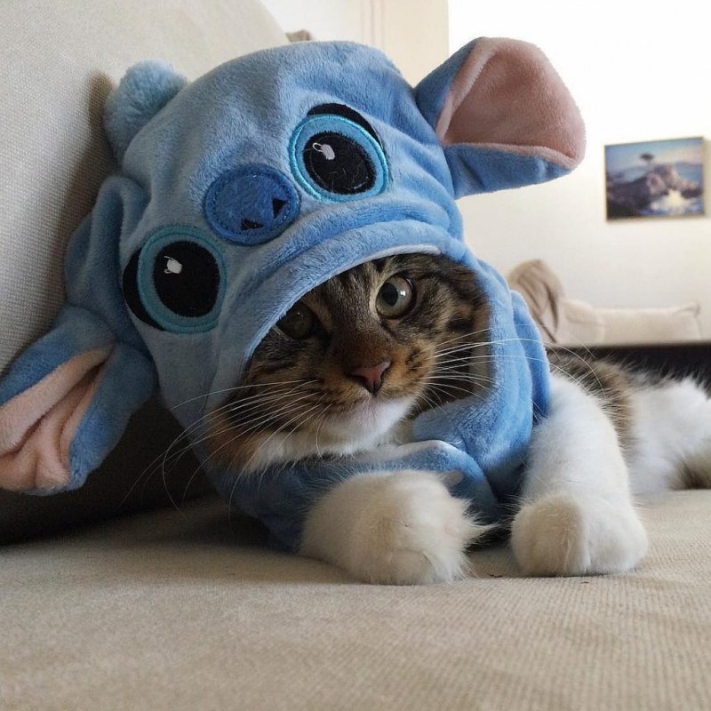 Милые коты в костюмах