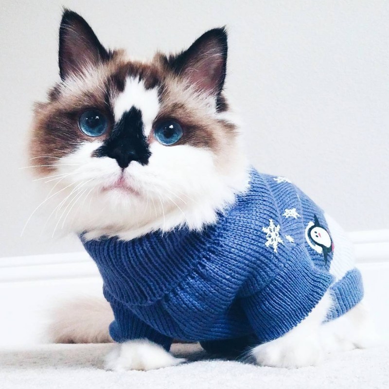 Кот Альберт Манчкин