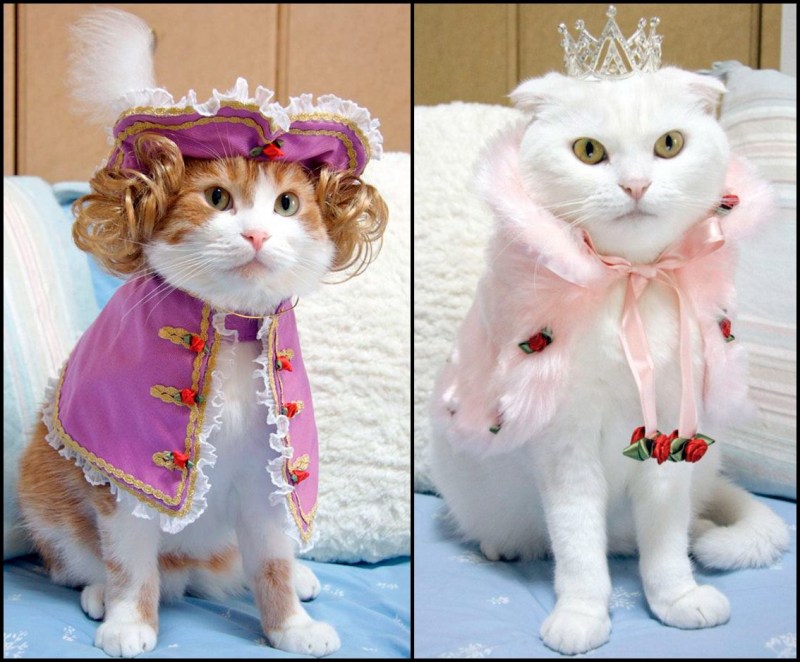 Котята в одежде