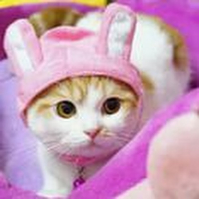 Костюм принцессы для кошки