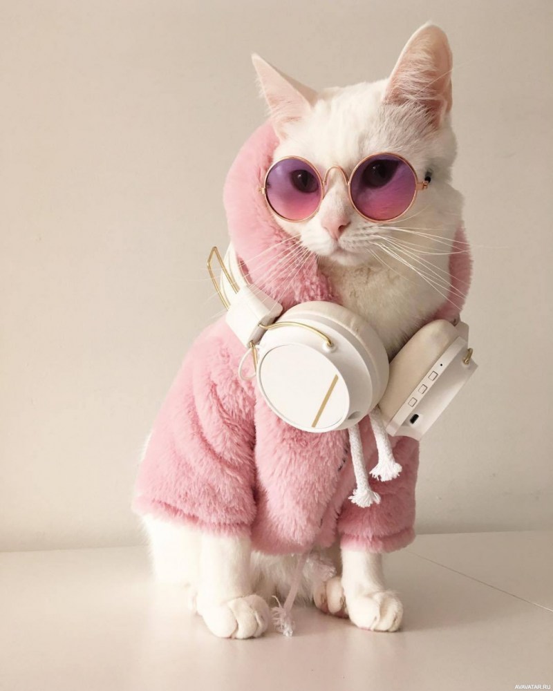 Модные котики в очках