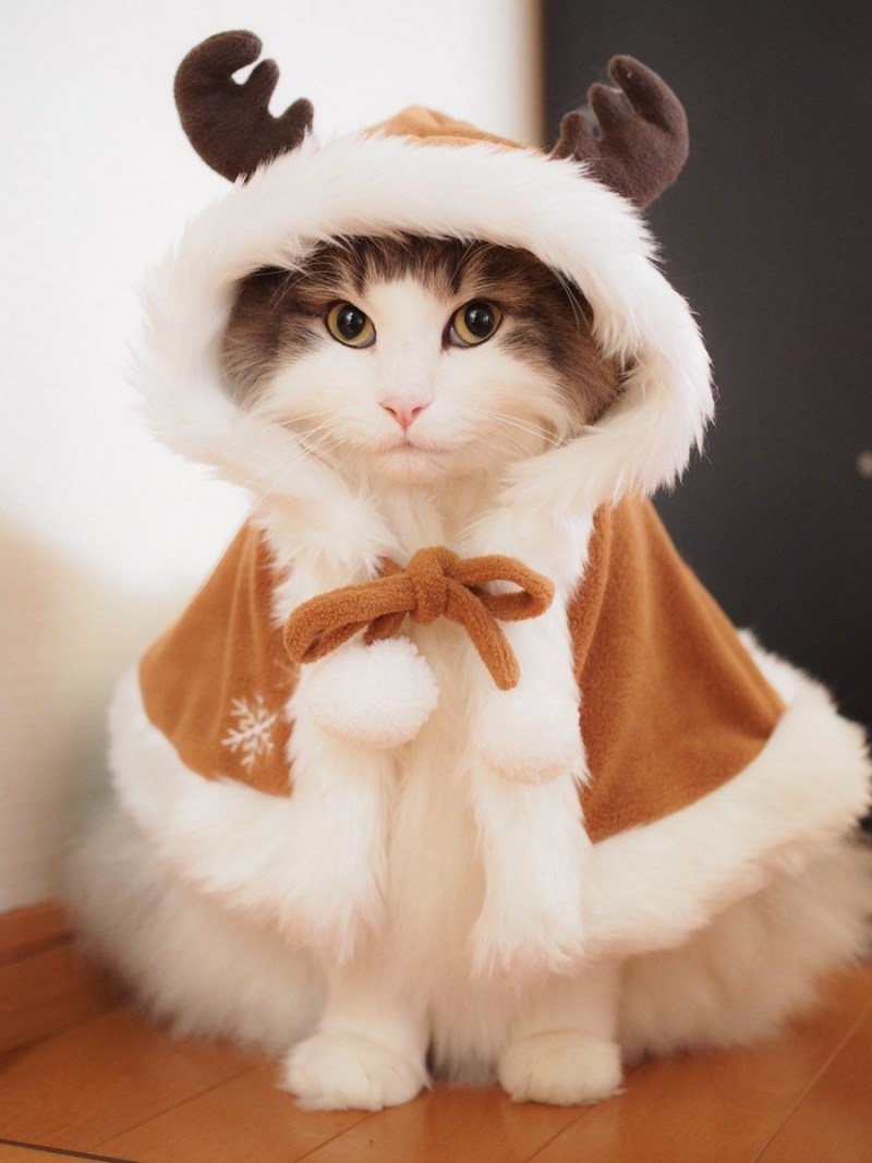 Котики в милых костюмах