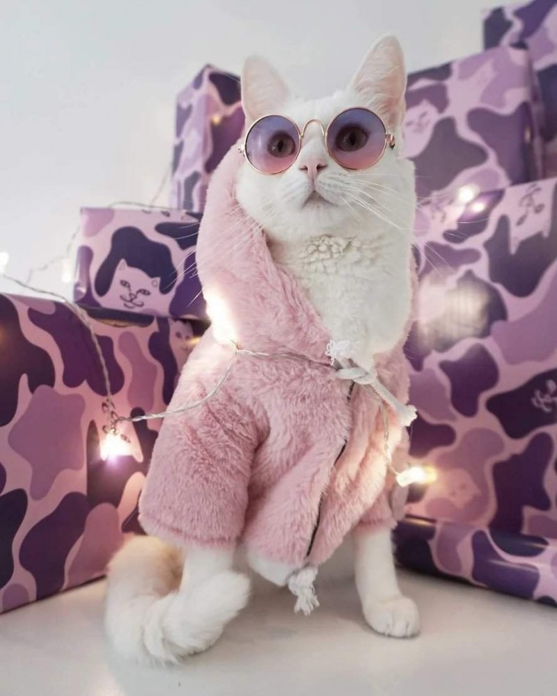 Милые, модные кошечки