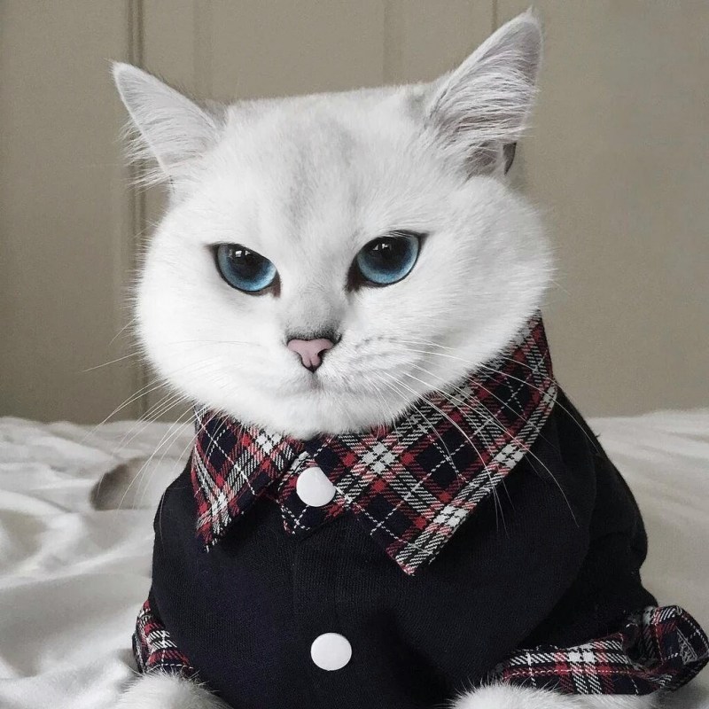 Красивые котики в одежде