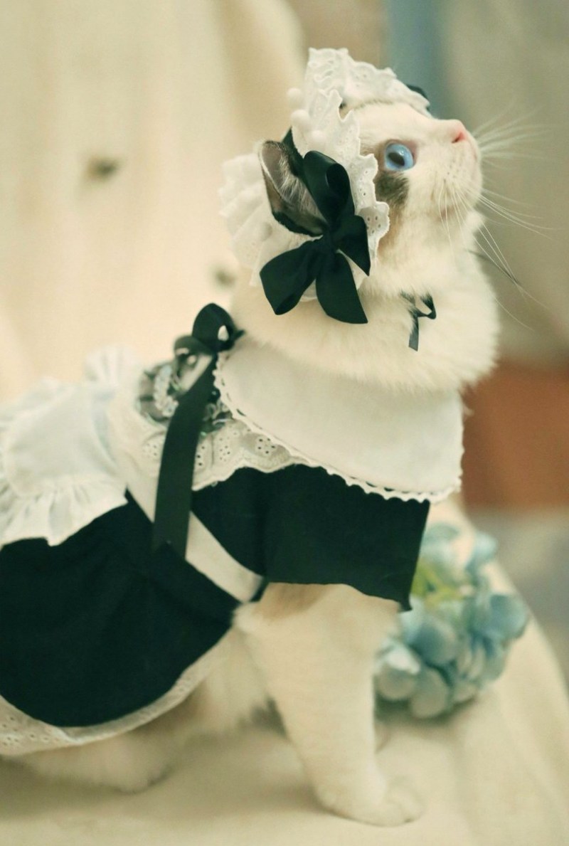 Костюм кошки
