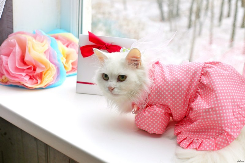 Кот в розовой одежде