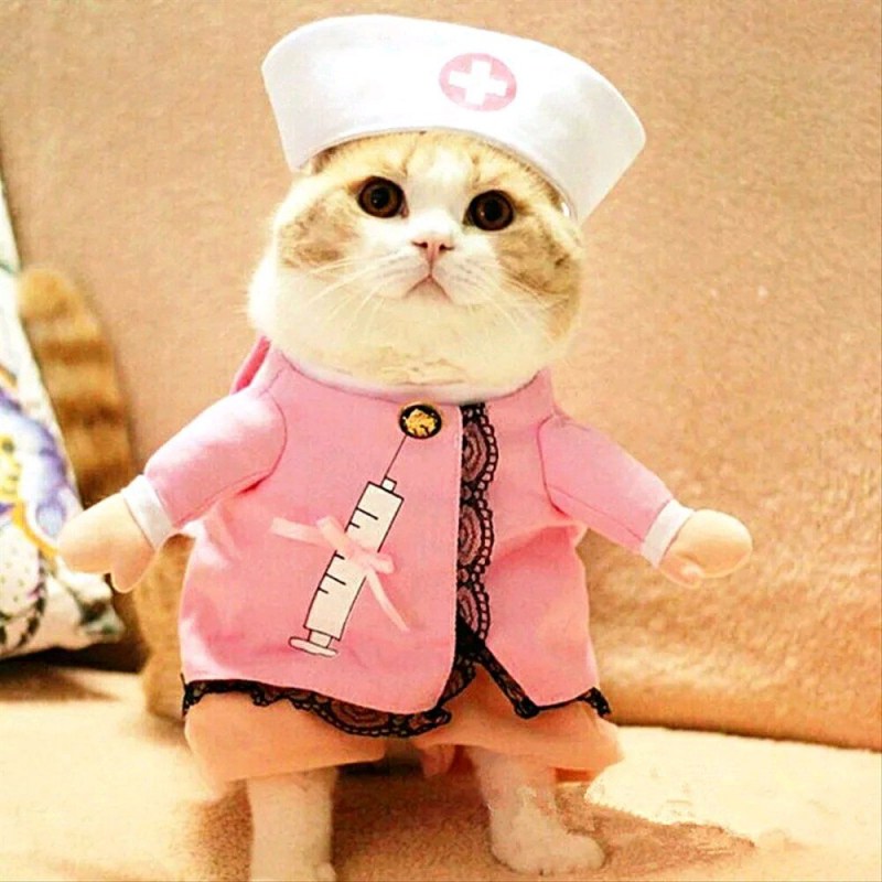 Кошка в костюме доктора