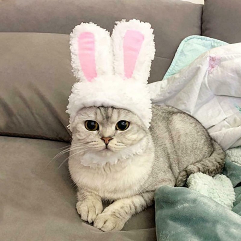 Милые костюмчики для кошек