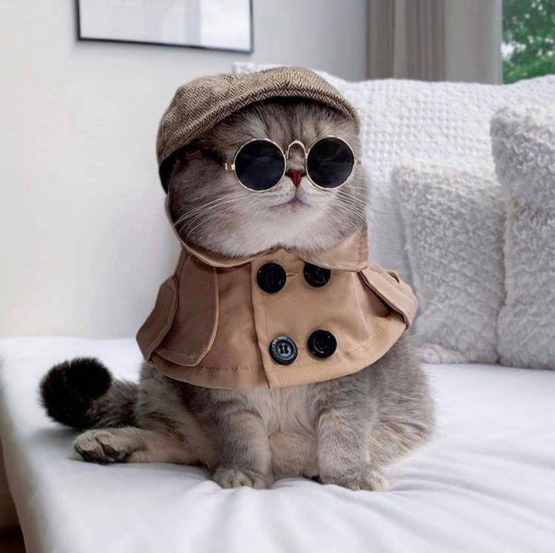 Фото MRCAT