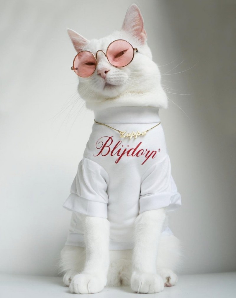 Нарядный кот