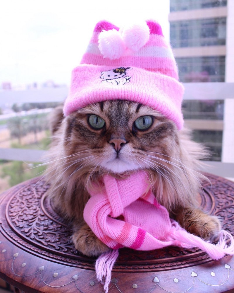 Кот в шапке