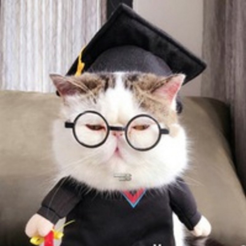 Смешные коты в костюмах