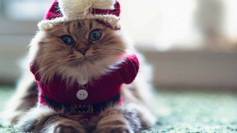 Новогодний кот