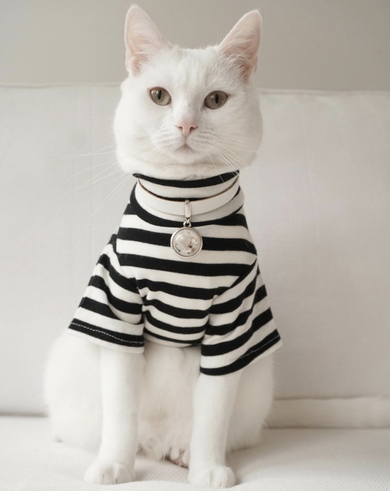 Модный кот