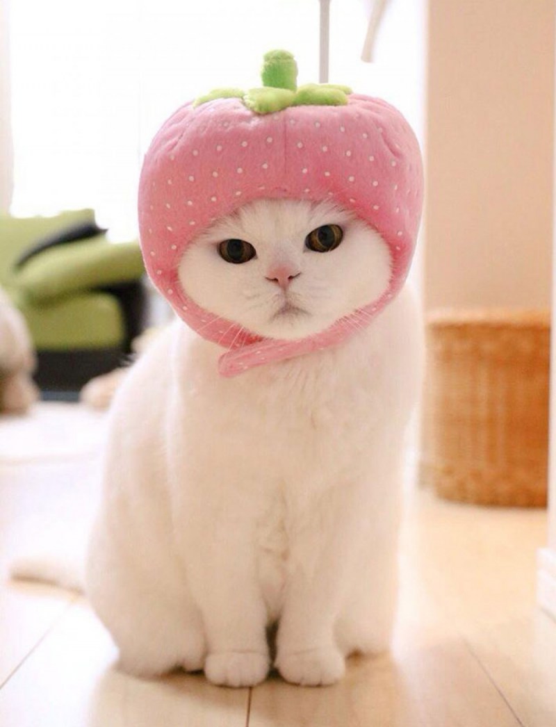 Милые коты