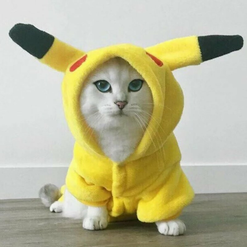 Кот в костюме