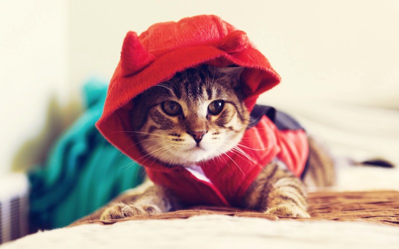 Кот в капюшоне