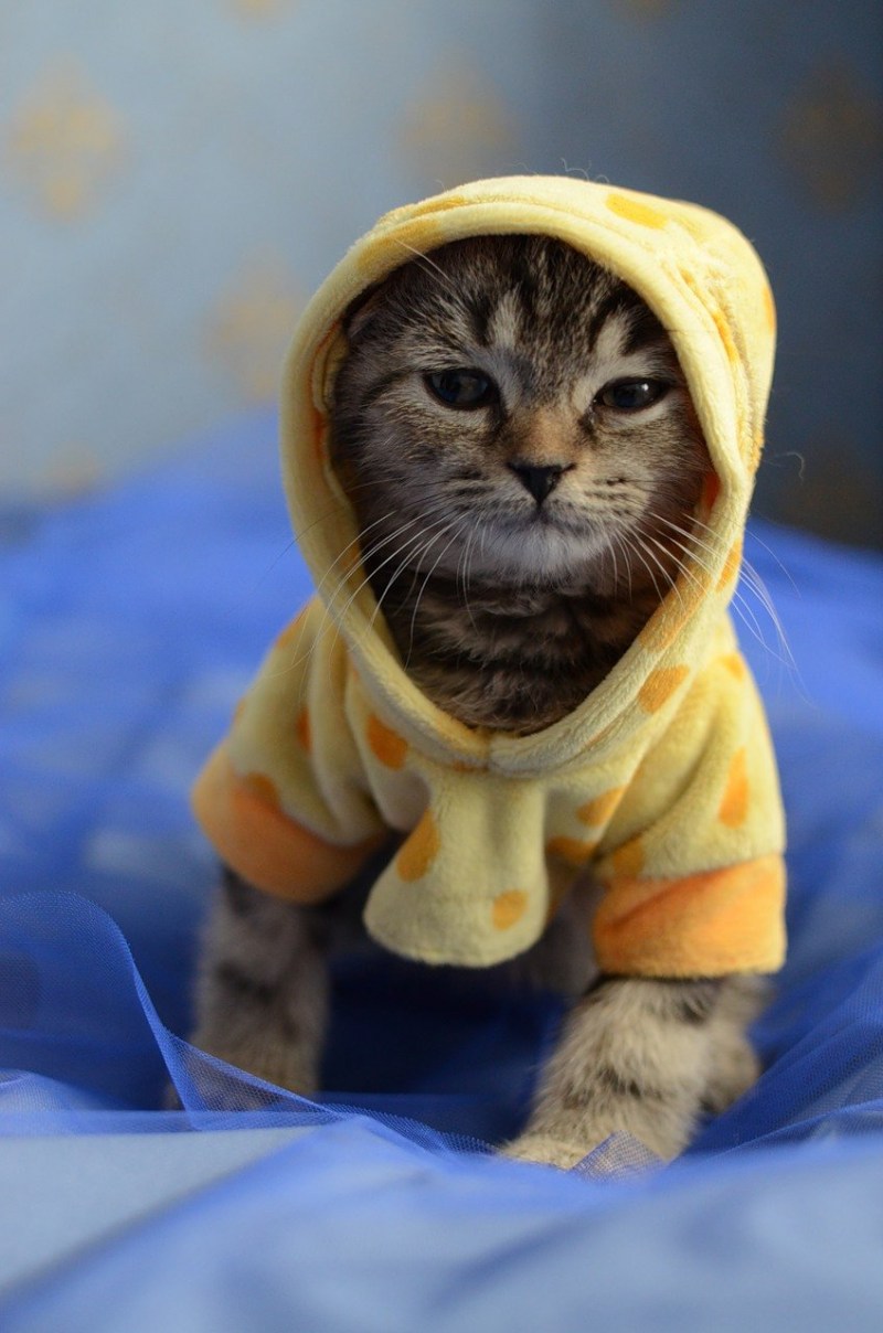 Кот в кофте
