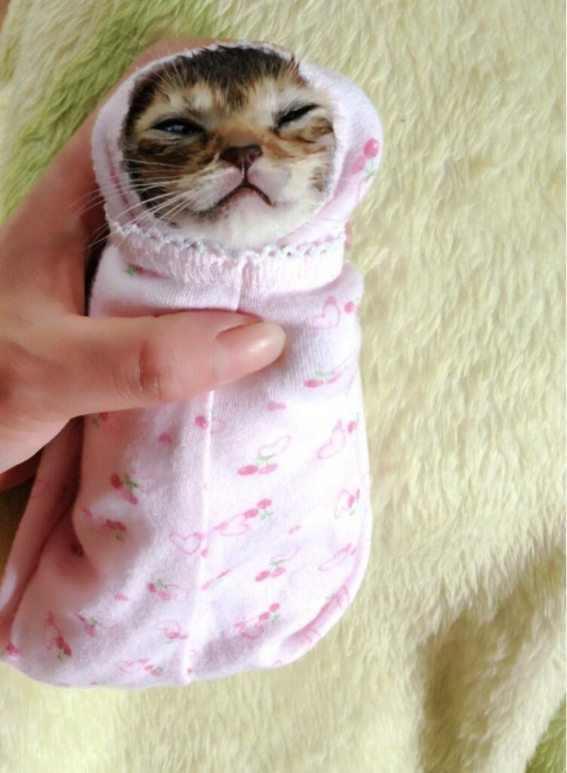 Кмилве котики в одежде