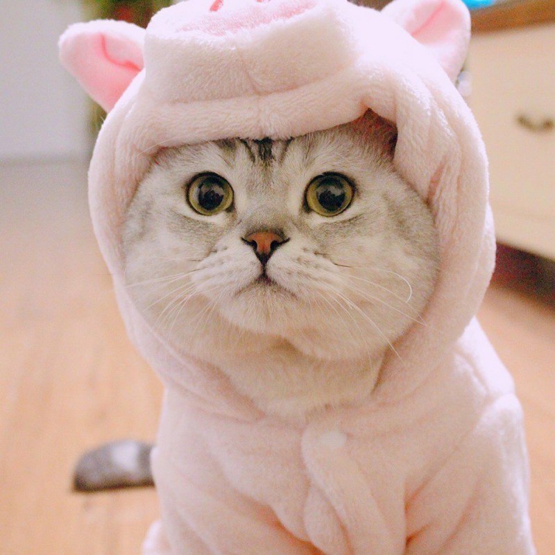 Милый котик в шапочке