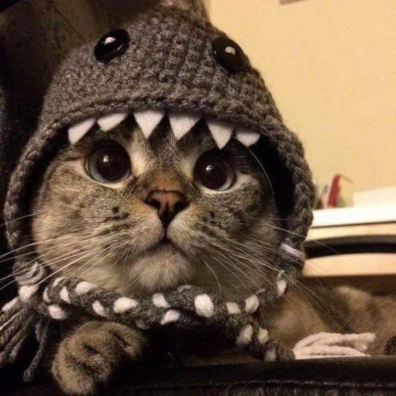 Шапочка котика