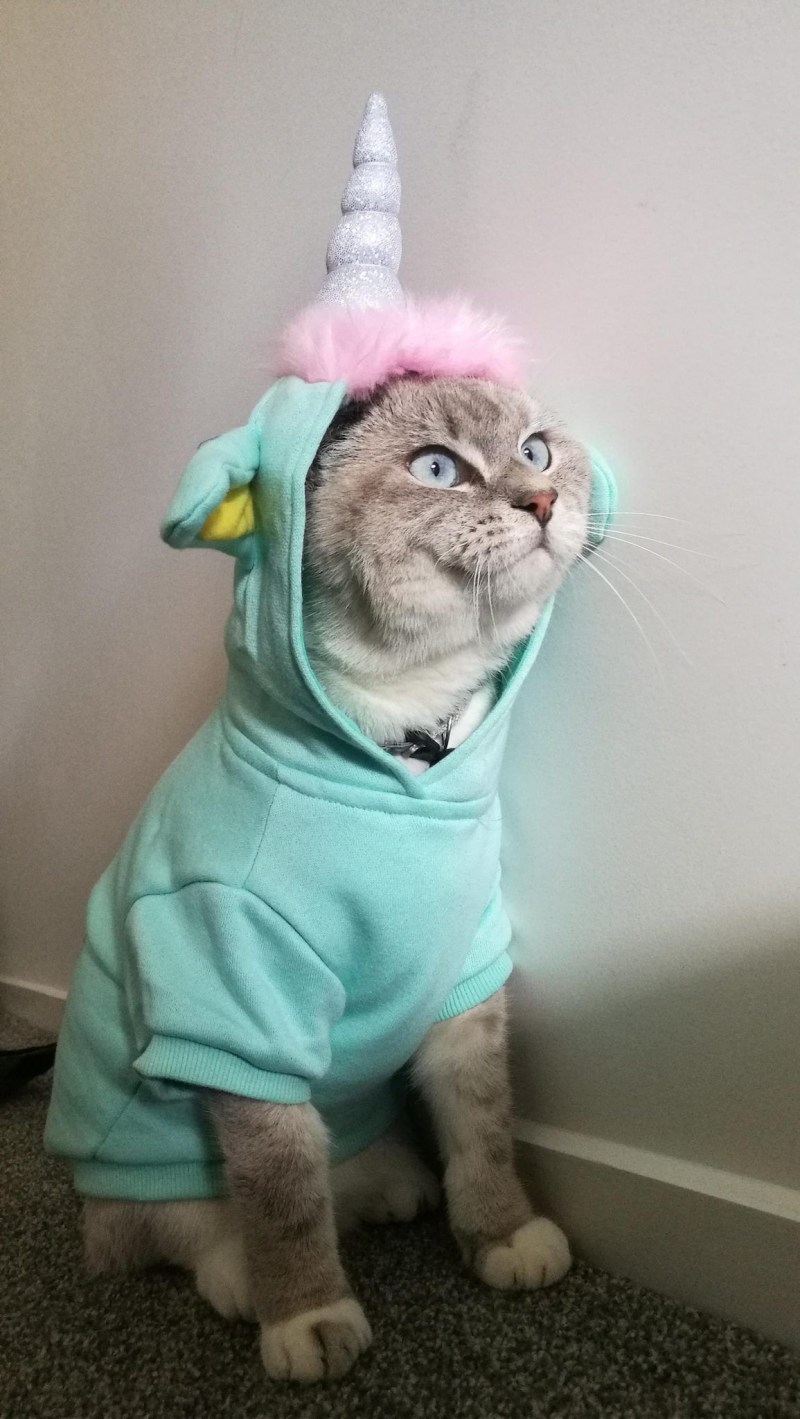 Кот в костюме единорога