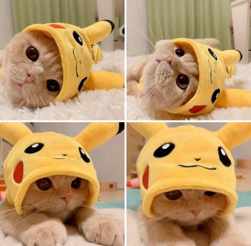 Кот Пикачу