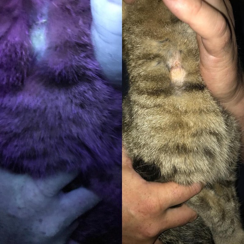 У кота проплешины на шерсти
