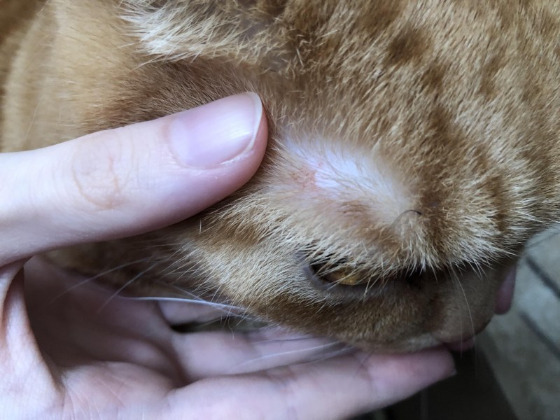 Бугорок у кота на голове