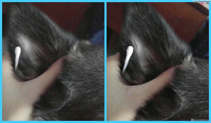 Как почистить уши кошке