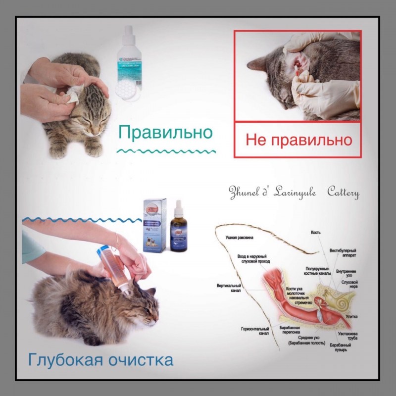 Размеры сфинкса кошки одежда