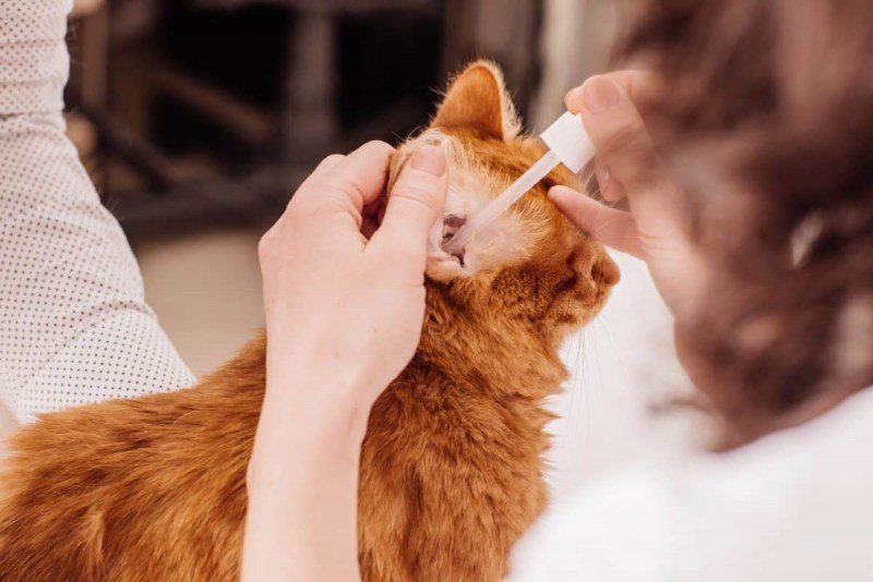 Как почистить уши котенку