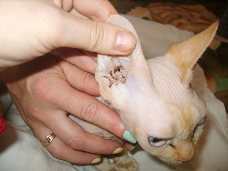 Прокалывание ушей кошкам