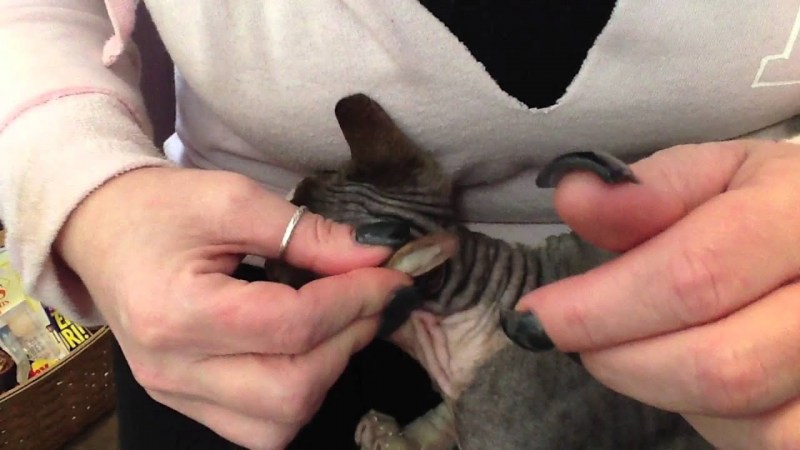 Котты с ушами от сфинкса