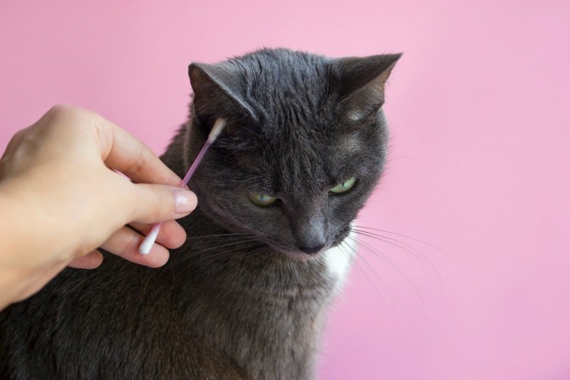 Изучение кошек