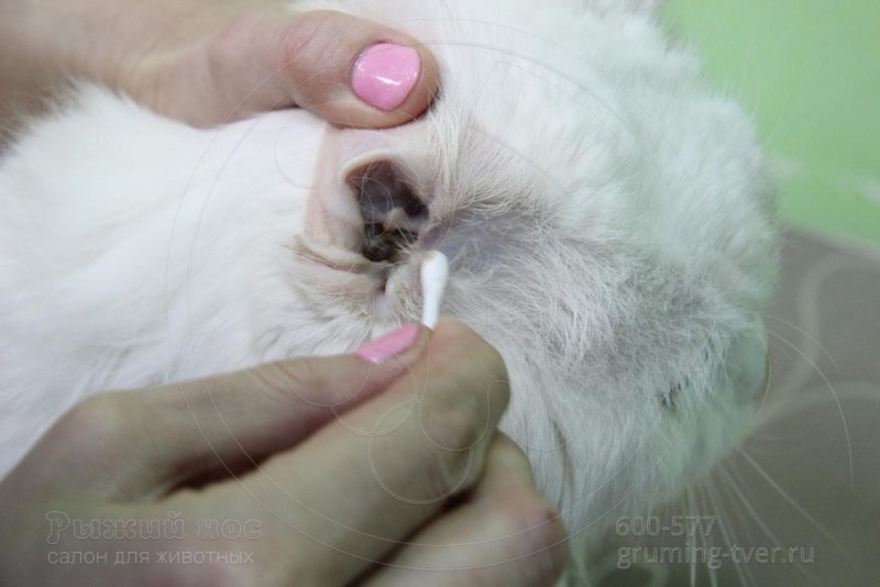 Средство для чистки ушей котятам