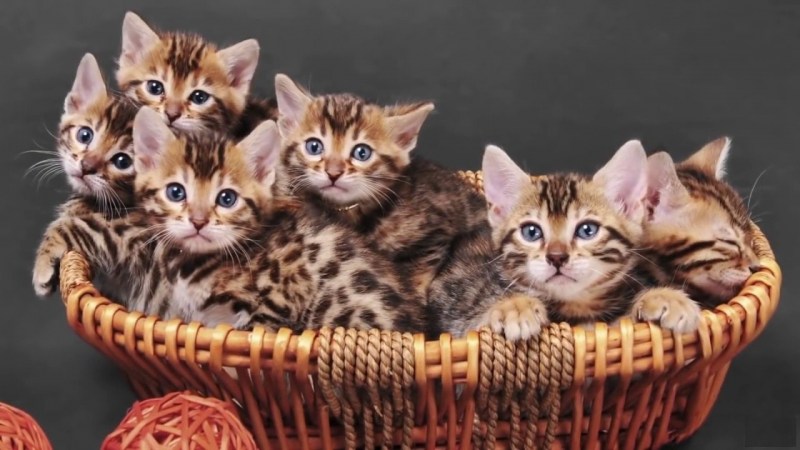 Красивые котята разных пород