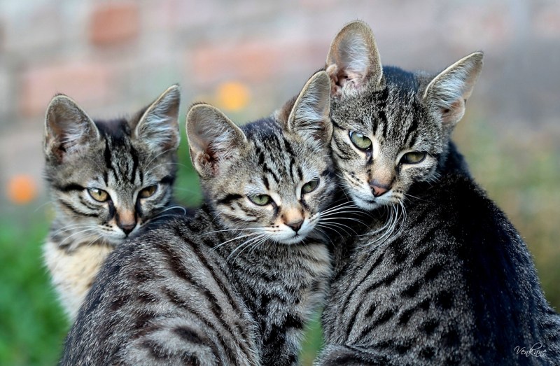 Кошка с котятами