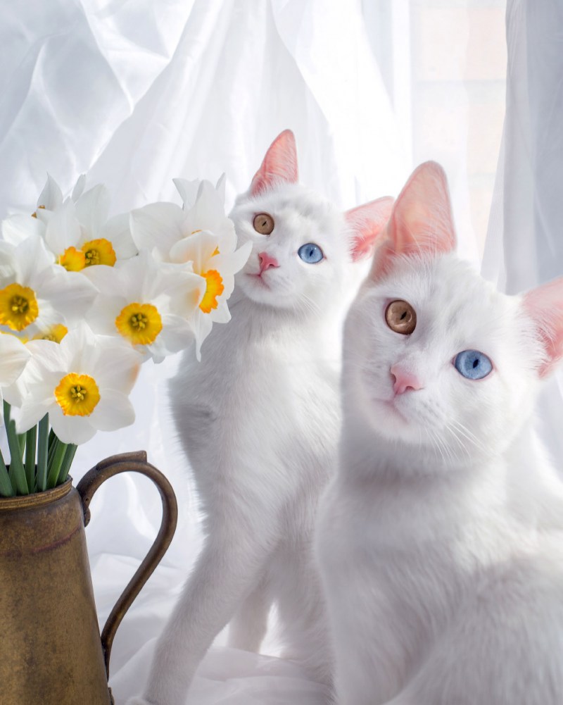 Красивые коты