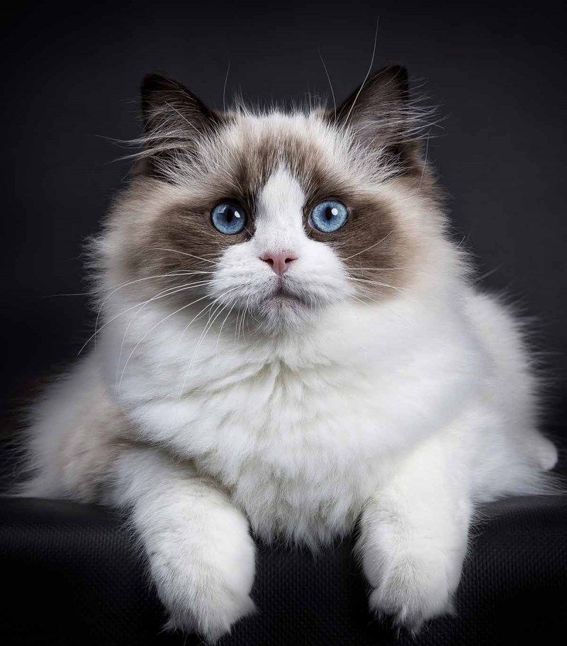 Коты Рэгдолл
