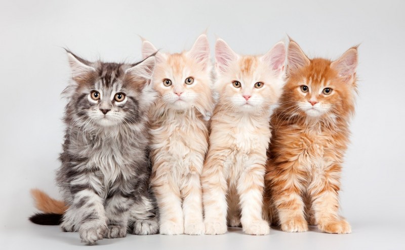 Котята Мейн кун