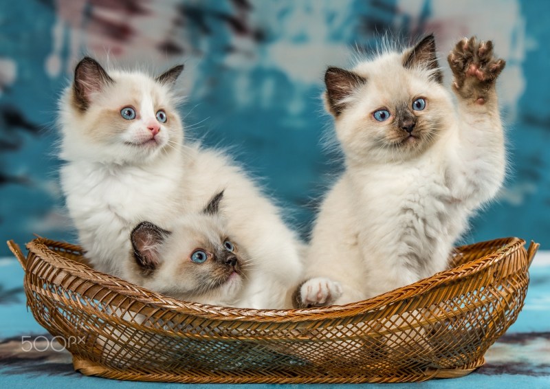 Рэгдолл кошка котята