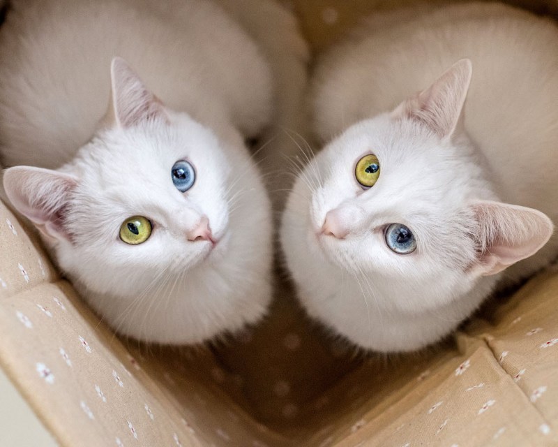 Кошки Близнецы Айрис и Абис