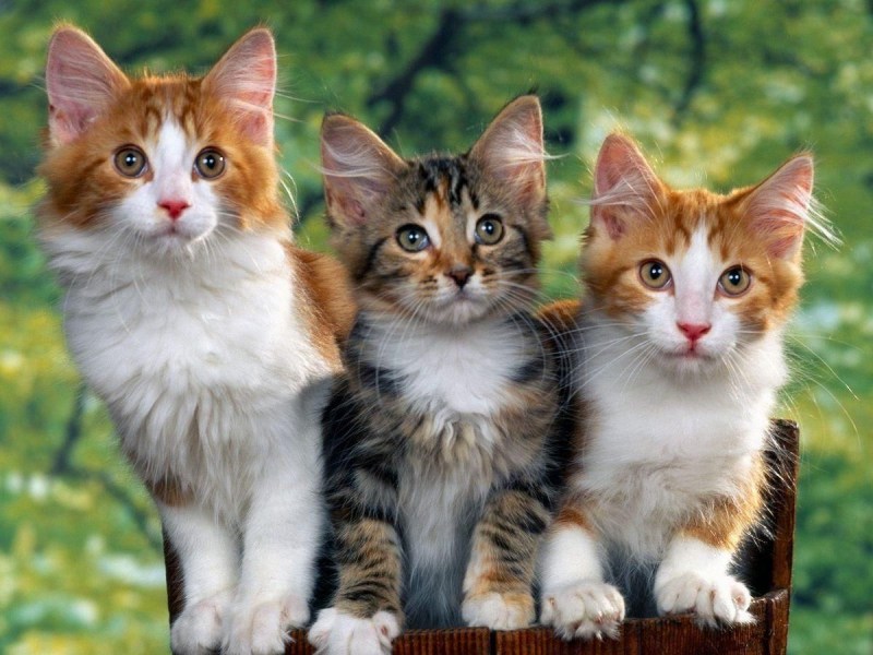 Красивые кошки