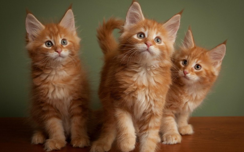 Котята Мейн кун