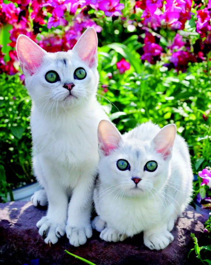 Бурмилла кошка котята