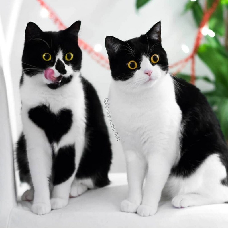 Коты разных пород