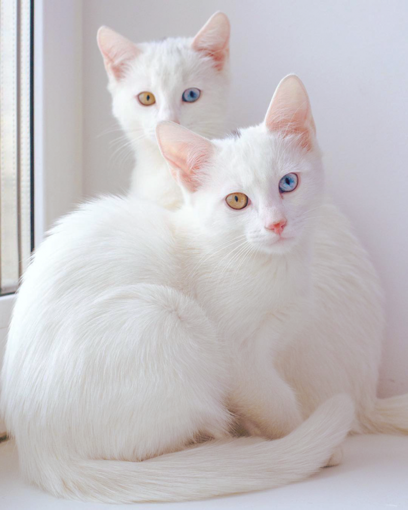 Као мани кошка