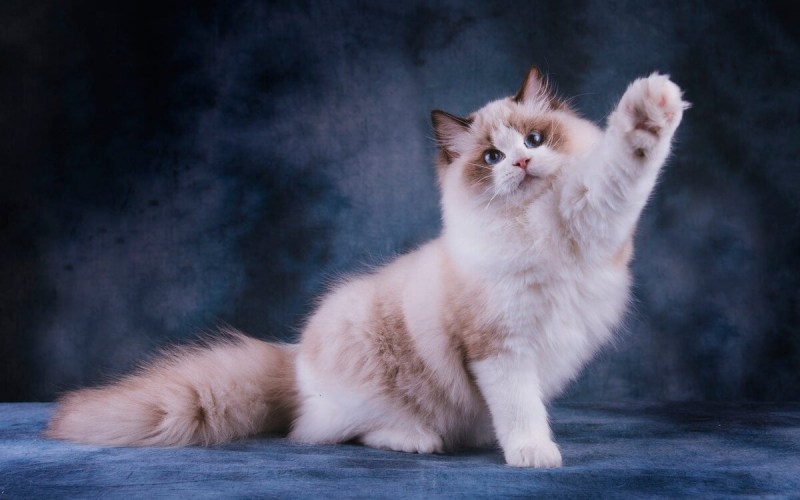 Кот Рэгдолл