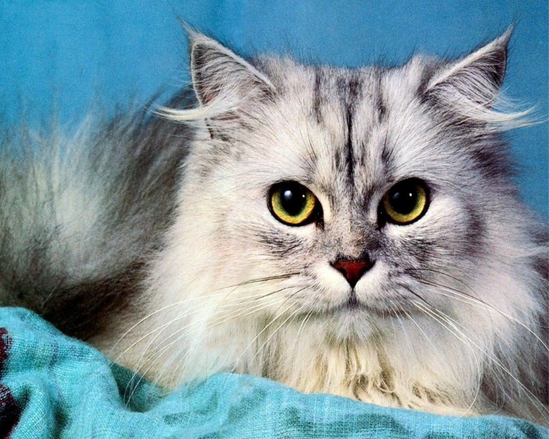 Самые красивые коты
